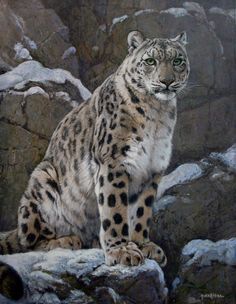 236x304 Snow Leopard - Snow Leopard Painting