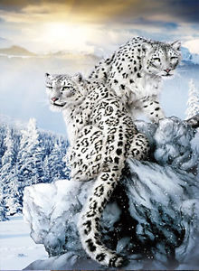 220x300 Snow Leopard Lenticular 3d Picture Animal Poster Painting Home - Snow Leopard Painting