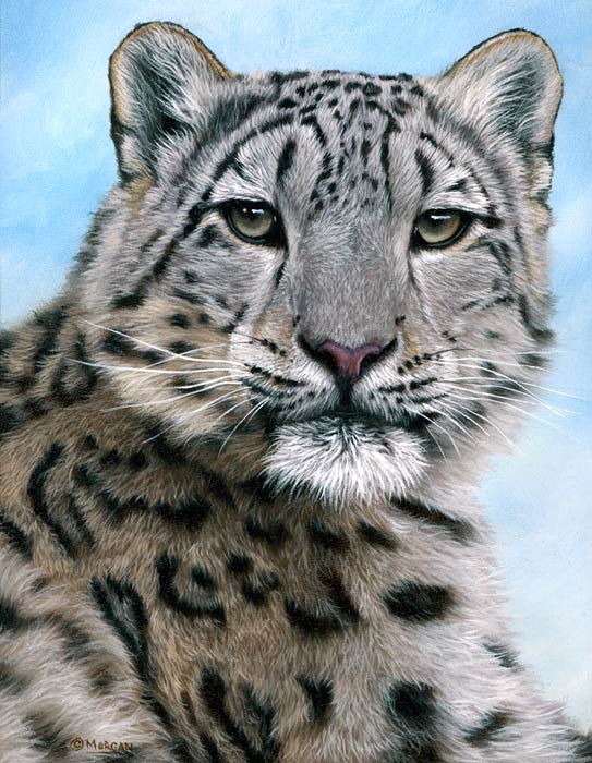 543x700 Snow Leopard Painting Ebay Finished (For Sale) How To Draw - Snow Leopard Painting