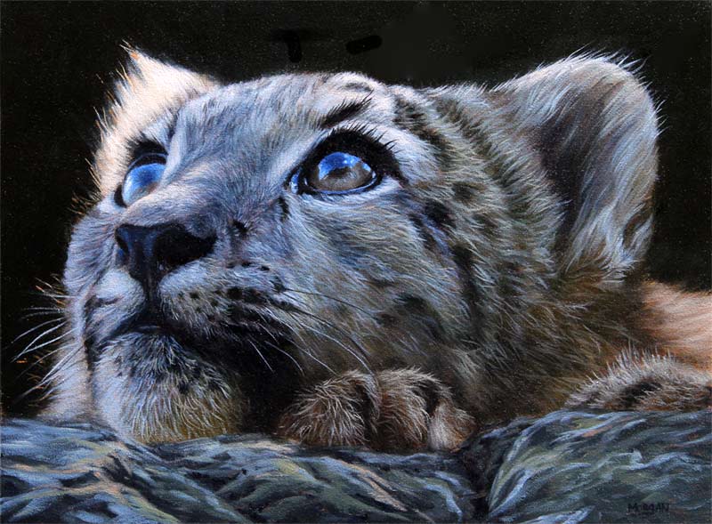 800x589 Snow Leopard Oil Painting Commission How To Draw And Paint - Snow Leopard Painting