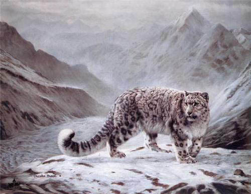 500x386 Wildlife Art Prints Plus Original Paintings With A Wide Selection - Snow Leopard Painting