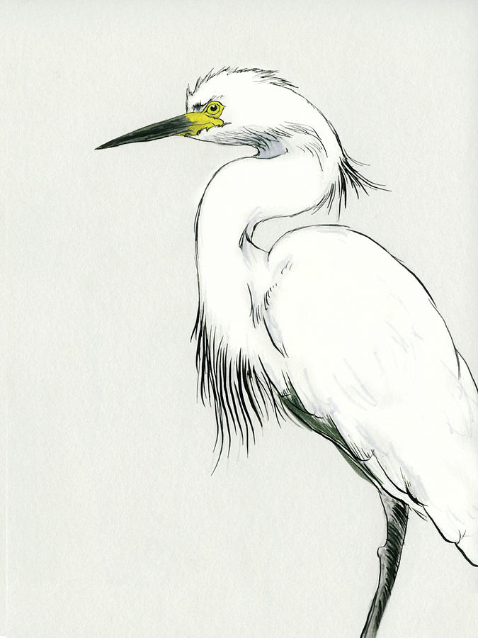 675x900 Snowy Egret Drawing By Lee Gelwicks - Snowy Egret Painting