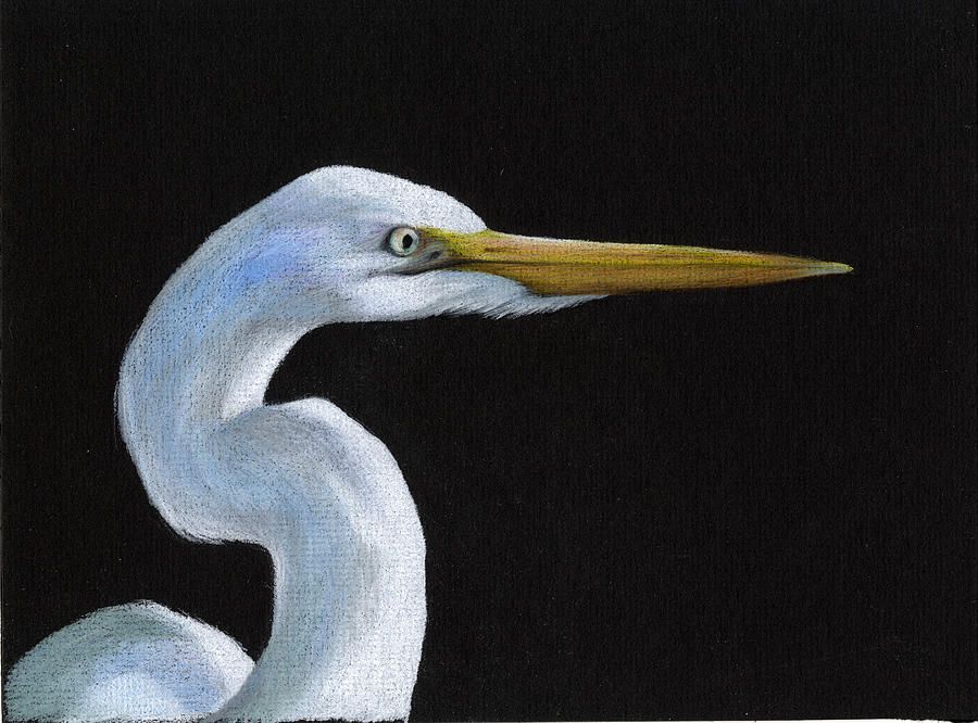 900x666 Snowy Egret On Black Drawing By Heather Mitchell Colored Pencil - Snowy Egret Painting