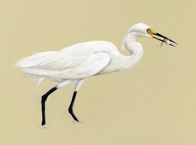 624x463 Snowy Egret On Sand Drawing By Heather Mitchell - Snowy Egret Painting