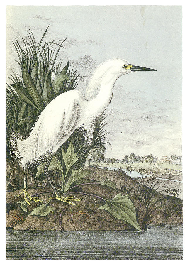 648x900 Snowy Egret Painting By John James Audubon - Snowy Egret Painting