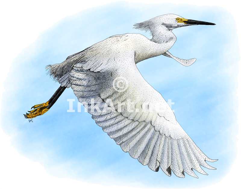 800x627 Snowy Egret Stock Art Illustration - Snowy Egret Painting