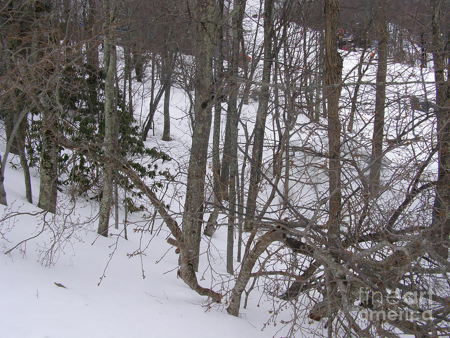 900x675 Snowy Forest Painting By Artists With Autism Inc - Snowy Forest Painting