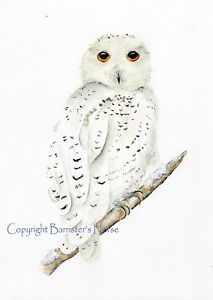 213x300 Snowy Owl, Watercolour Fine Artgiclee Print, Wall Art, Painting - Snowy Owl Painting