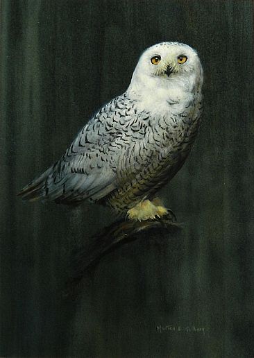 366x516 Snowy Owl - Snowy Owl Painting