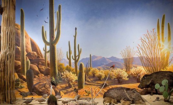 550x334 Sean Murtha - Sonoran Desert Painting