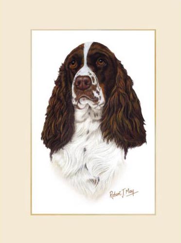 372x498 Original English Springer Spaniel Painting - Spaniel Painting