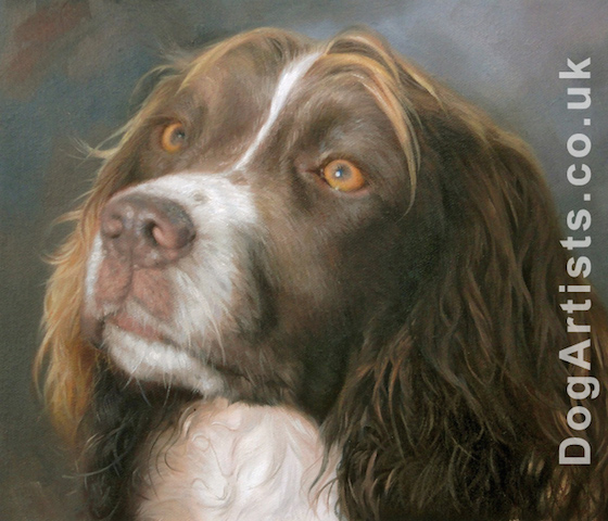560x480 Springer Spaniel Paintings Dog Artists - Spaniel Painting