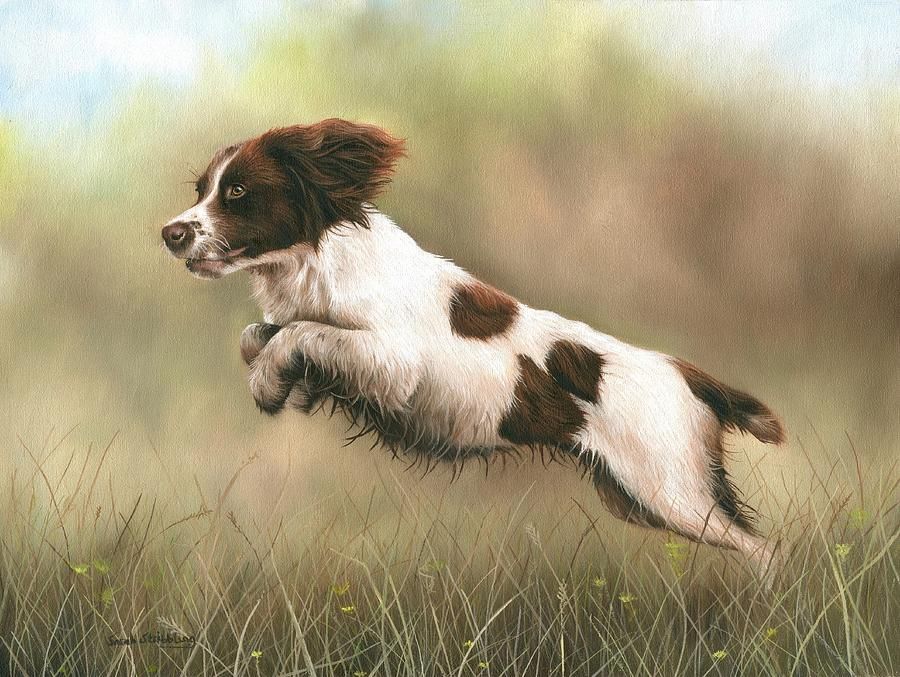 900x677 Springer Spaniel Portrait - Spaniel Painting