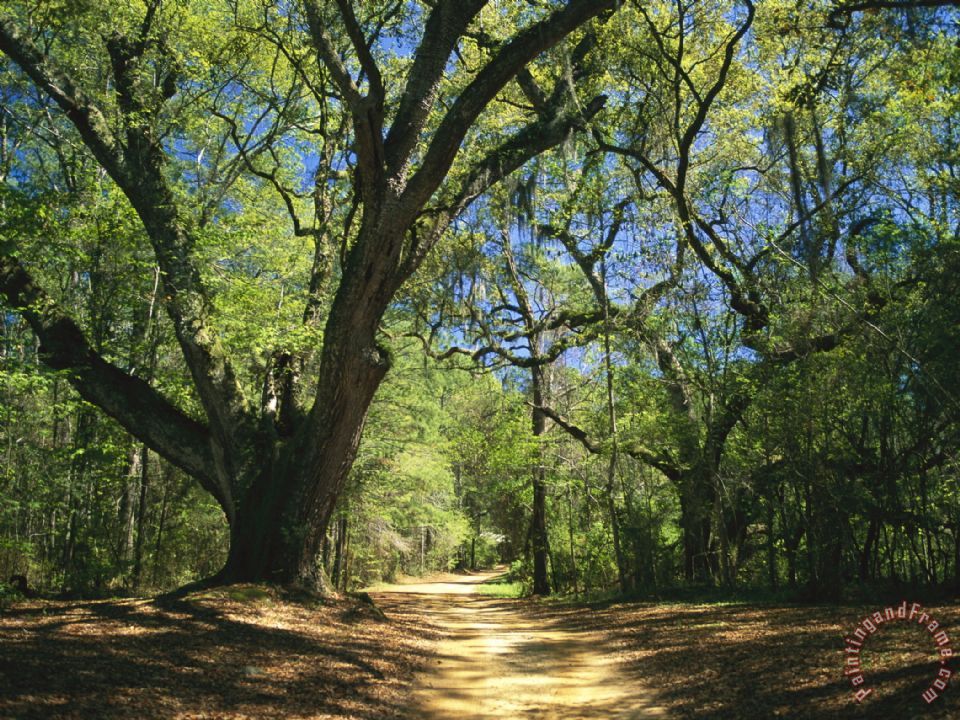 960x720 Raymond Gehman A Dirt Road Through A Forest Passes A Large Tree - Spanish Moss Painting