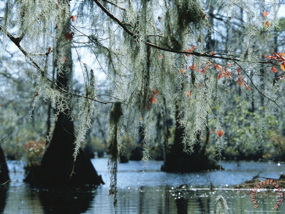 960x720 Raymond Gehman Spanish Moss Hanging From The Branches Of Bald - Spanish Moss Painting