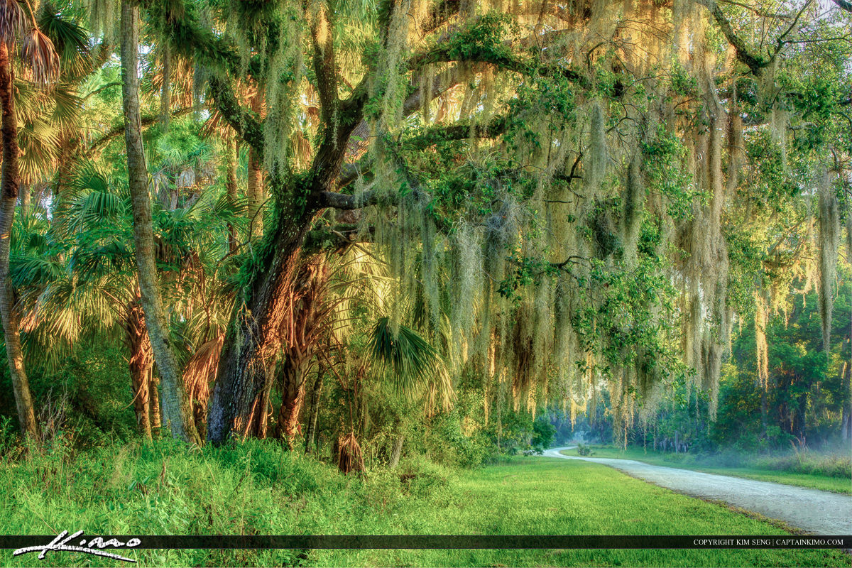 1200x800 Spanish Moss Product Tags Royal Stock Photo - Spanish Moss Painting