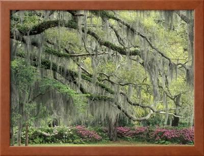400x306 Live Oak Tree Draped With Spanish Moss, Savannah, Georgia, Usa - Spanish Moss Painting