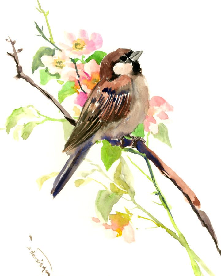 721x900 Sparrow And Spring Blossom Art, 10 X 8 In, Original Watercolor - Sparrow Painting