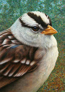 214x300 Sparrow Paintings Fine Art America - Sparrow Painting