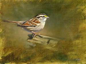 300x225 White Throated Sparrow Painting By Neil Rizos - Sparrow Painting