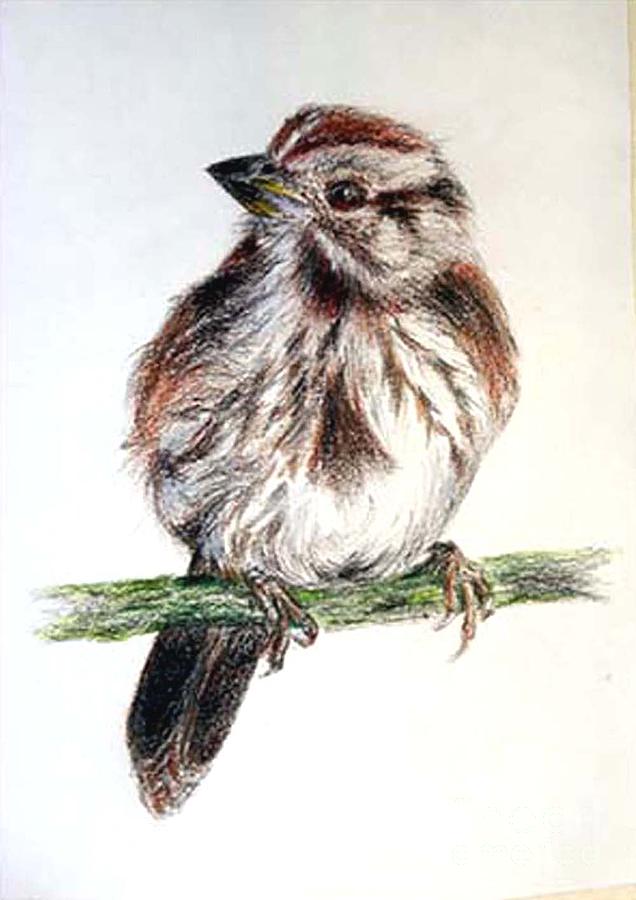 636x900 Young Sparrow Painting By Sibby S - Sparrow Painting