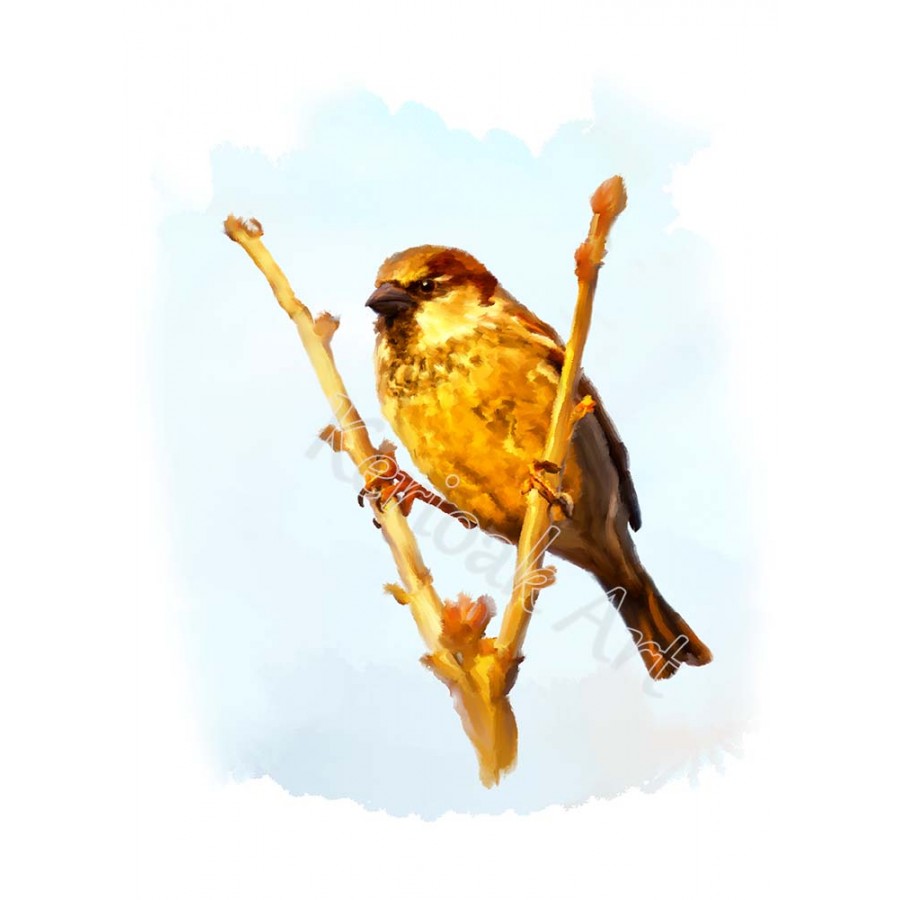 900x900 House Sparrow, Bird, Digital Painting - Sparrow Painting