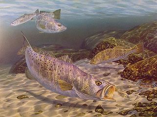 Speckled Trout Painting