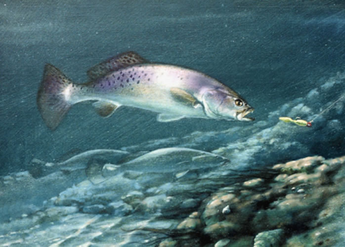 698x500 Oil Painting Of Speckled Trout Chasing A Lure - Speckled Trout Painting