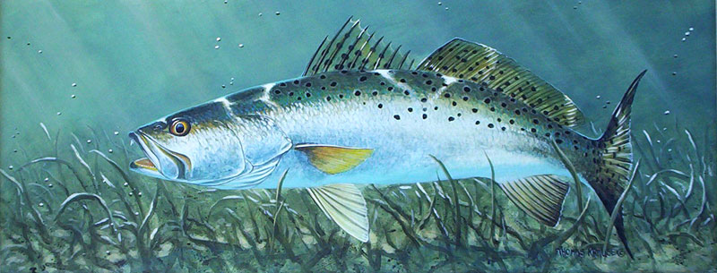 Speckled Trout Painting at PaintingValley.com | Explore collection of ...