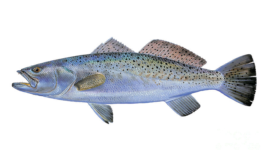 900x530 Speckled Trout Painting By Carey Chen - Speckled Trout Painting