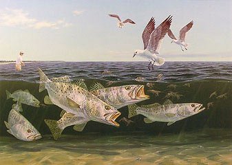 337x240 Frenzy - Speckled Trout Painting