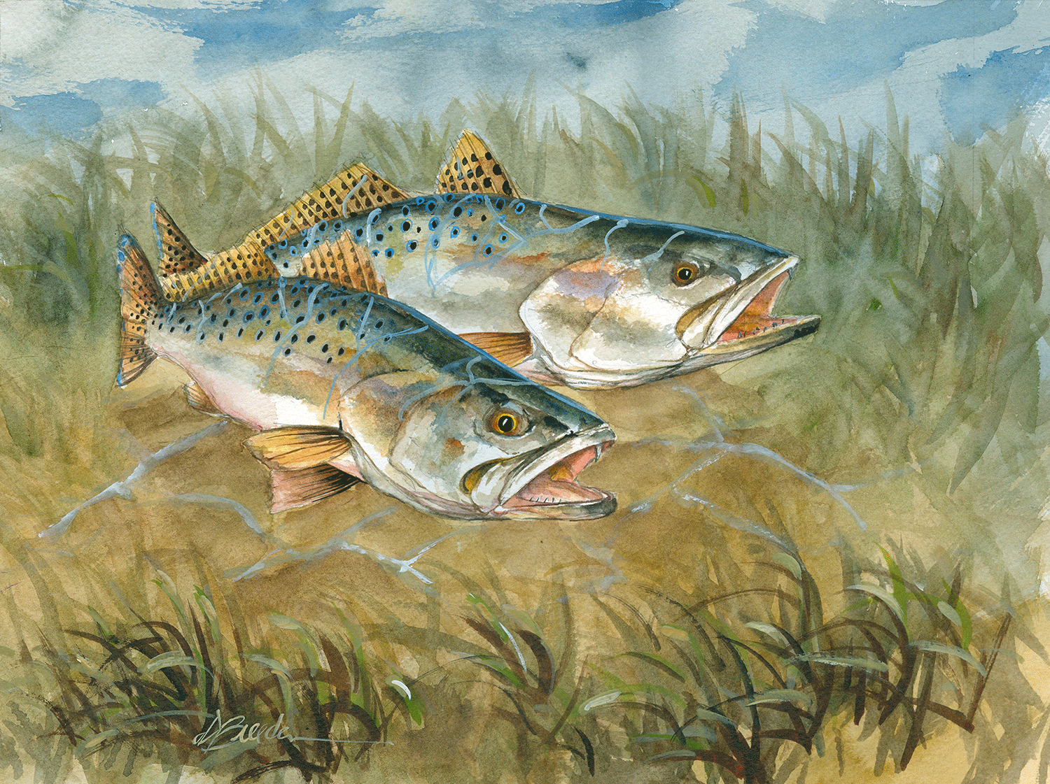 Speckled Trout Painting at PaintingValley.com | Explore collection of 