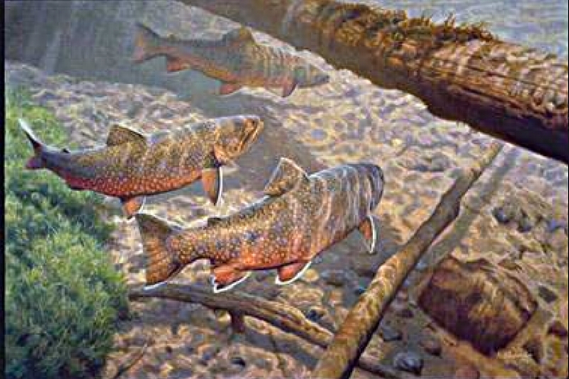 Fishing Picture Gallery - Speckled Trout Painting. 