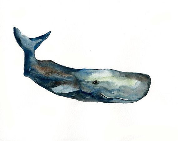 570x452 Sperm Whale Original Watercolor Painting 10x8inch - Sperm Whale Painting