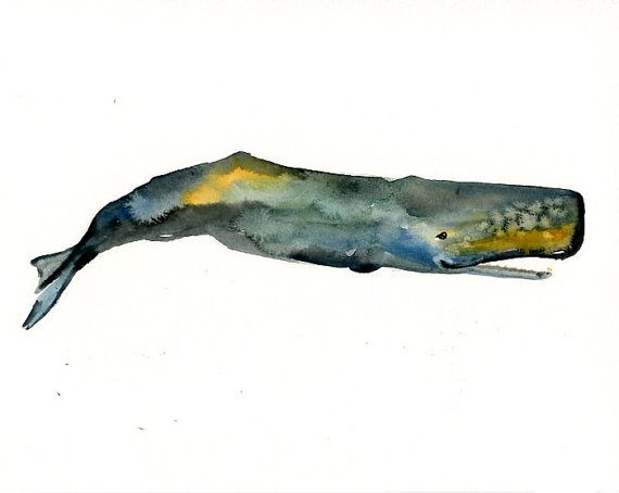 570x454 Sperm Whale Original Watercolor Painting 10x8inch Watercolor - Sperm Whale Painting