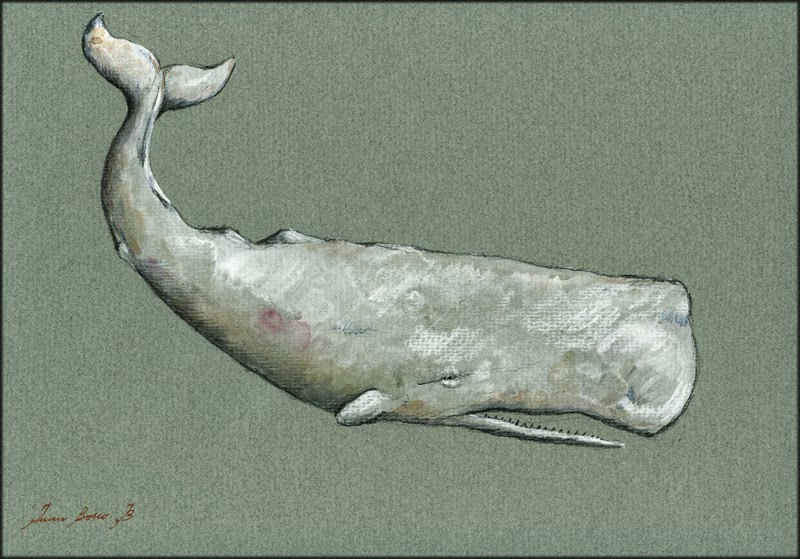 800x559 San Martin Arts Crafts Moby Dick, The White Sperm Whale. - Sperm Whale Painting