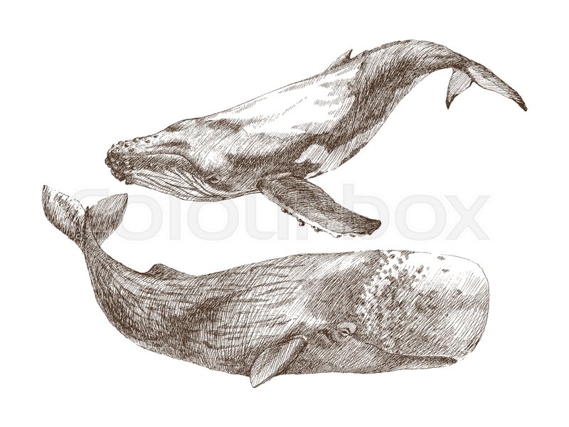 800x600 Set Of Graphical Hand Painted Whale Isolated On White Background - Sperm Whale Painting