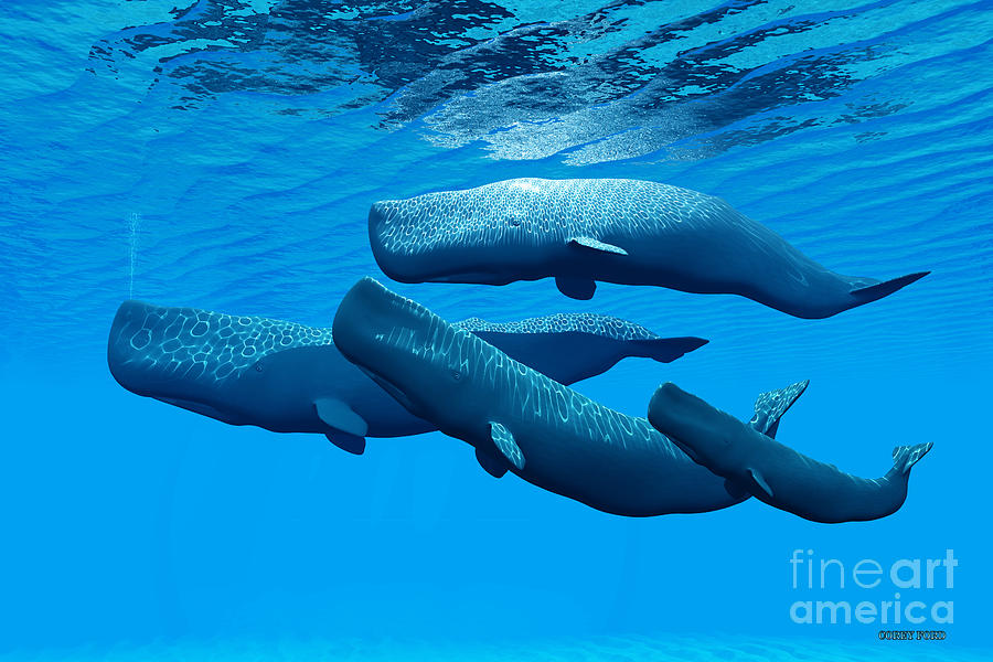 900x600 Sperm Whale Family Painting By Corey Ford - Sperm Whale Painting