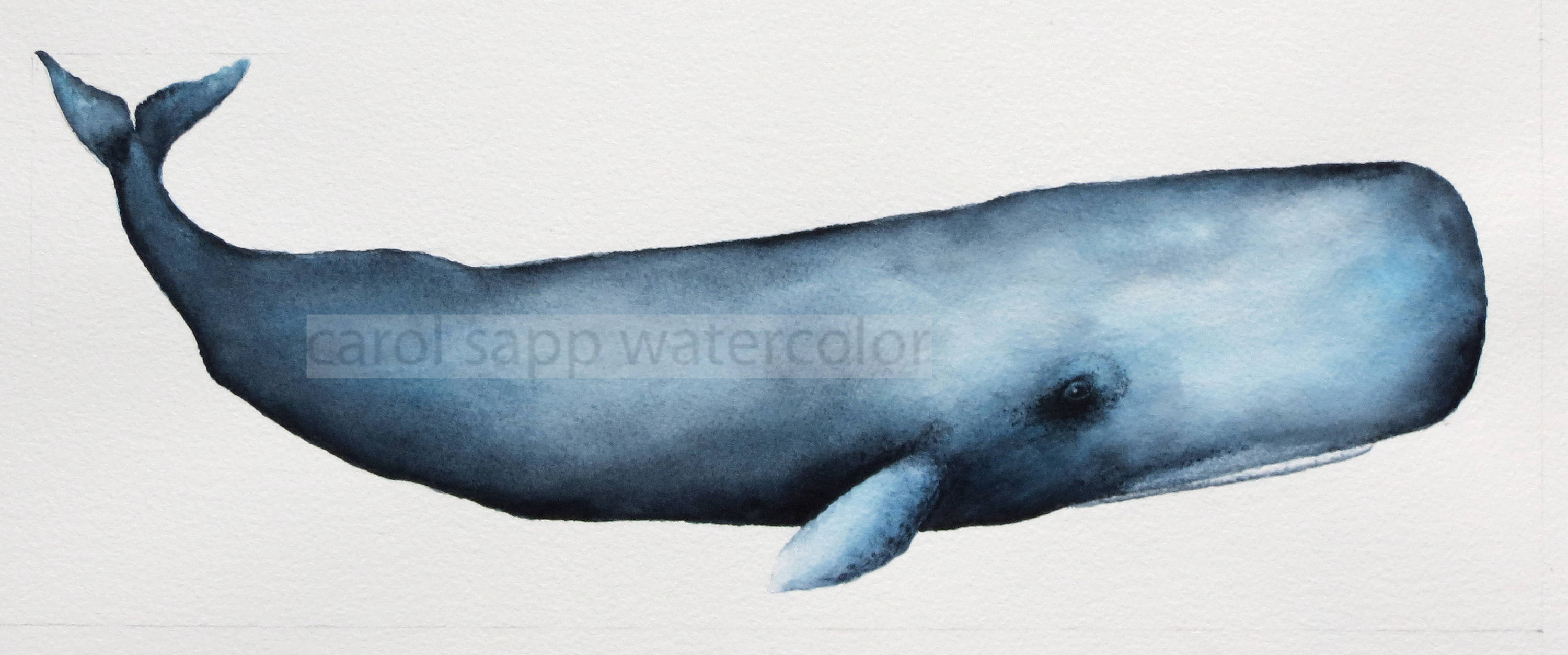 3000x1253 Sperm Whale Archival Print Of Original Watercolor Whale - Sperm Whale Painting