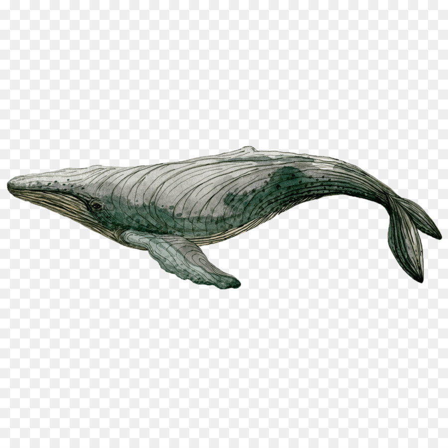 900x900 Sperm Whale Humpback Whale Watercolor Painting Art - Sperm Whale Painting