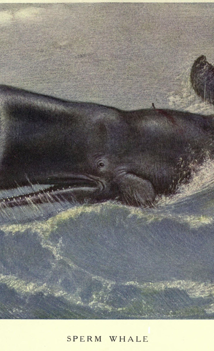 700x1146 Vintage Sperm Whale Painting (1909) Window Curtains By - Sperm Whale Painting