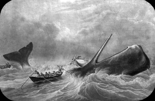 500x325 Wh D 00255 - Sperm Whale Painting