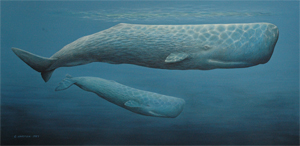 300x146 Whale Art - Sperm Whale Painting
