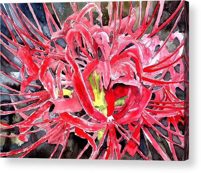 651x560 Red Spider Lily Flower Painting Acrylic Print By Derek Mccrea - Spider Lily Painting