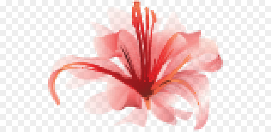 900x440 Red Spider Lily Lilium Watercolor Painting - Spider Lily Painting