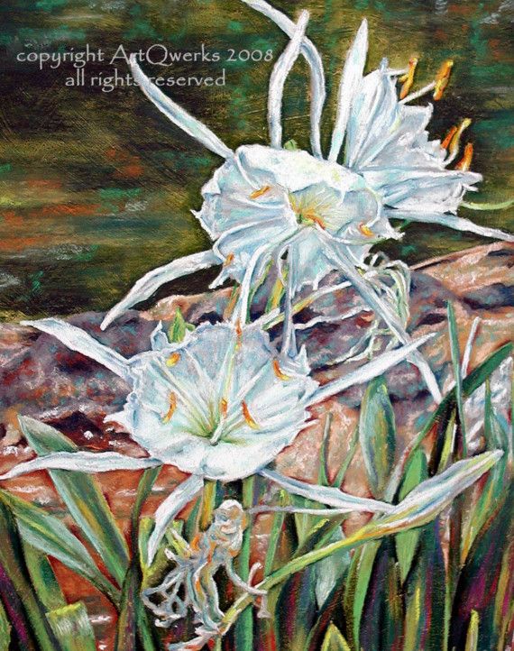 570x722 Spider Lily Floral Flower Signed Pastel Art Painting Print By - Spider Lily Painting