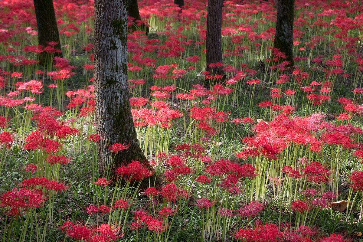 1200x800 The Red Spider Lilies Of Kinchakuda - Spider Lily Painting