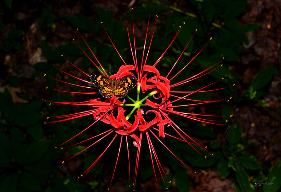 Ред спайдер. Хиганбана цветок. Красный паук. Цветок красный паук. Африканский красный паук-ЛОВУШКА.