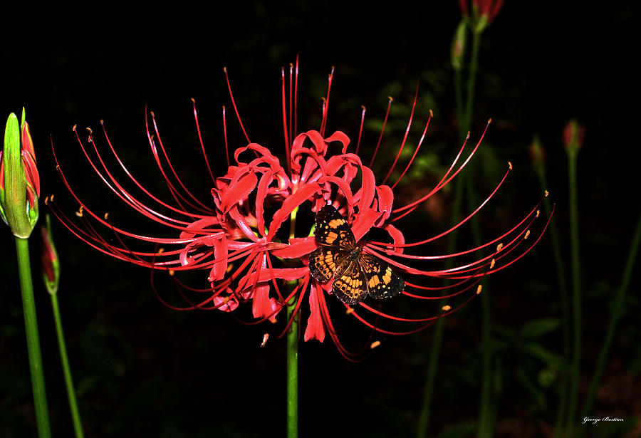 900x615 Red Spider Lily And Painted Lady Butterfly 002 Photograph By - Spider Lily Painting