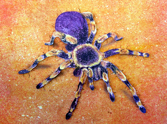 640x474 Spider - Spider Painting